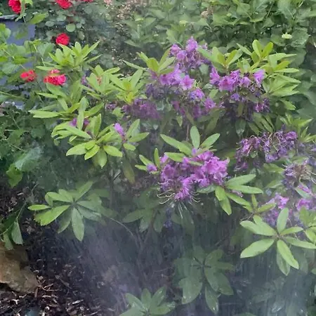 Appartement Am Gruenen Ring