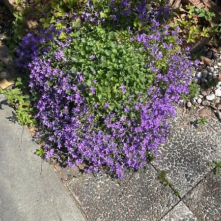 Am Gruenen Ring Appartement *