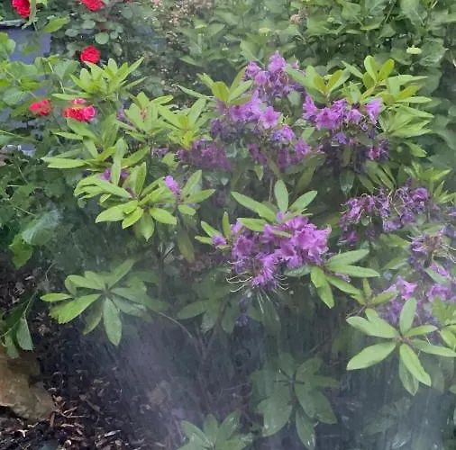 Апартаменты Am Gruenen Ring