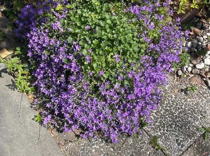 Am Gruenen Ring Апартаменты *